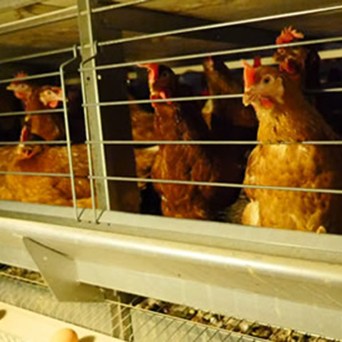 300 million hens are still in cages
