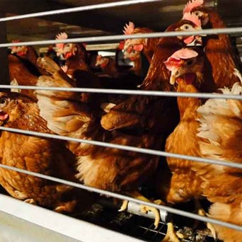 We won't be silenced by factory farms