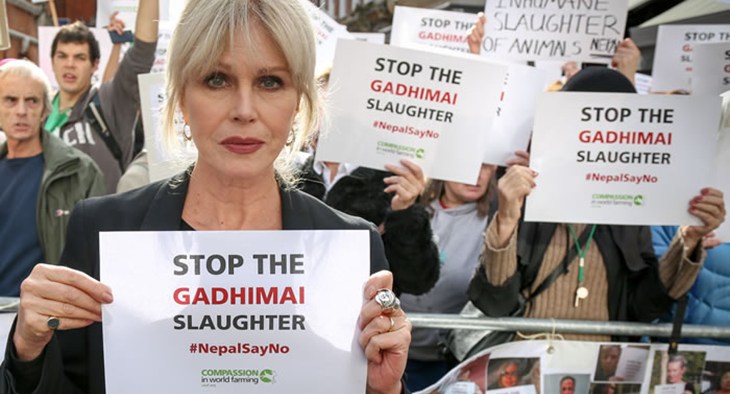Joanna Lumley Gahimai Protest