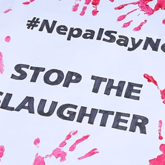 Gadhimai – a bloodbath no more