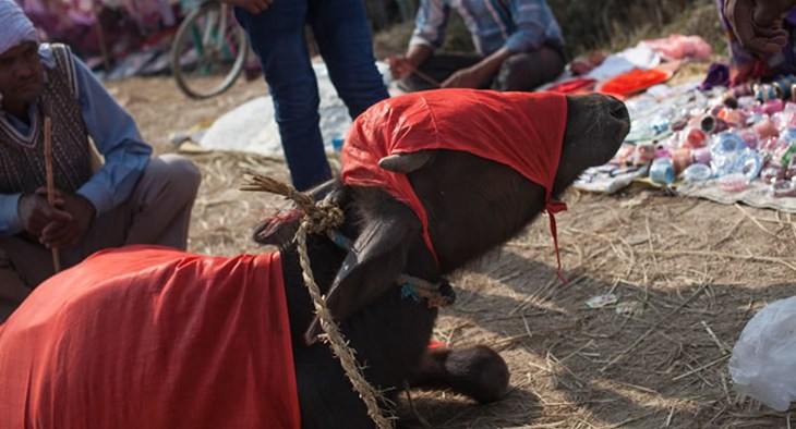 water buffalo gadhimai
