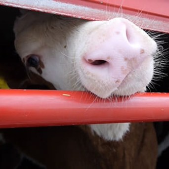 Exported Irish calves suffer nightmare journeys