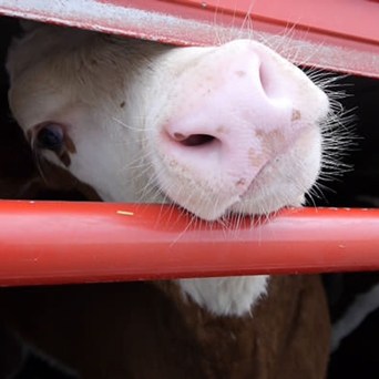 Pressure Increases on Scottish Government to Support a Ban on Live Animal Exports
