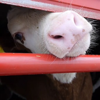 Live export tragedy in Australia