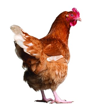 Victory for farm animals on US election day