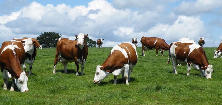 Dairy cows in field.jpg
