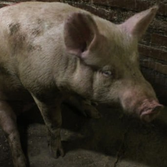 Compassion looks past #Piggate to the real scandal