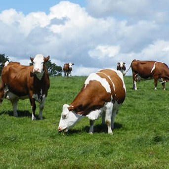 The EU wants better farm animal welfare