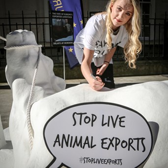 One cow, seven cities: Cow on Tour