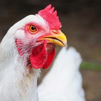 Hens and Chickens Power Point