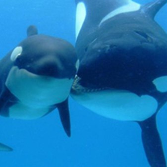 Personality Test: How Do You Think About Animals?