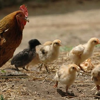 “Auf wiedersehen” cages