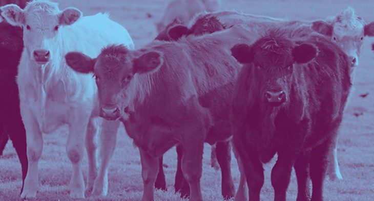 BBFAW calves in field.jpg