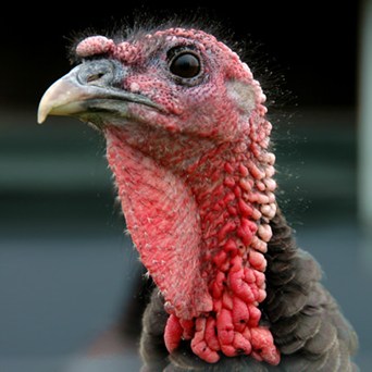 US poultry face slow inhumane death by suffocation