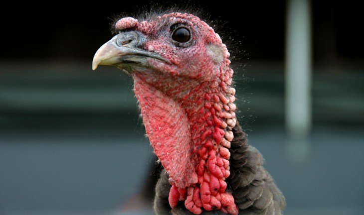 Close up of turkey in pasture
