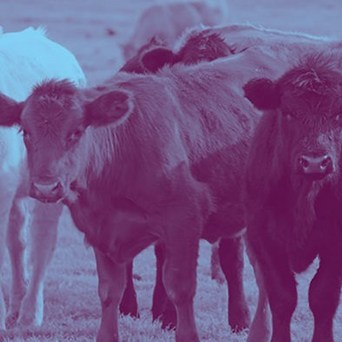 The businesses putting animal welfare first