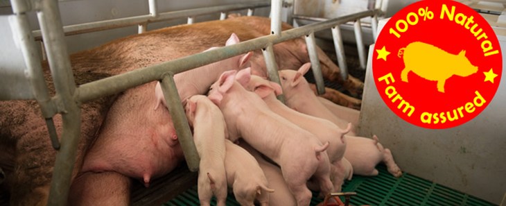 intensively farmed pigs with label saying '100% natural' & 'farm assured'