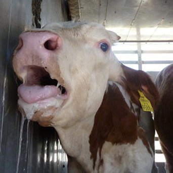 Millions of animals suffer as EU live exports repeatedly break the law