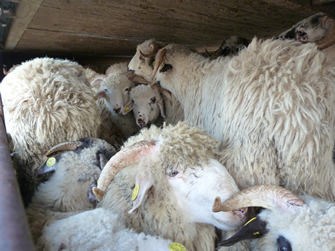 Animals are crammed in.jpg (1)