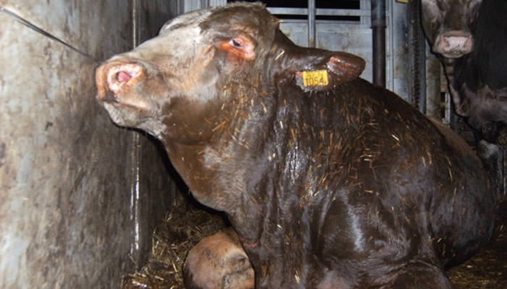 Filthy conditions inside truck