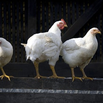 Clucking with joy over Defra deregulation U-turn