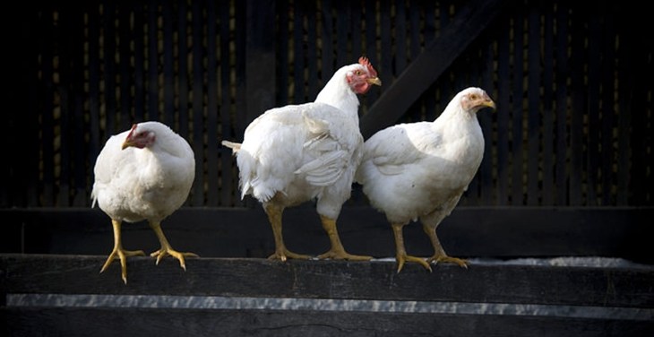 Broiler chickens on perch.jpg