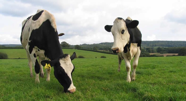 Dairy cows in field.jpg