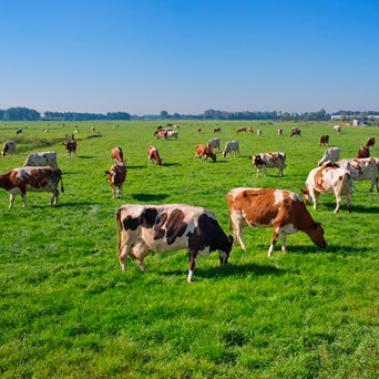 The 2016 Oxford Real Farming Conference showcases Compassion’s new report: Cheap Food Costs Dear