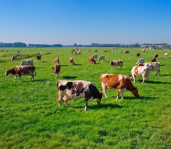 Why does factory farming still exist?