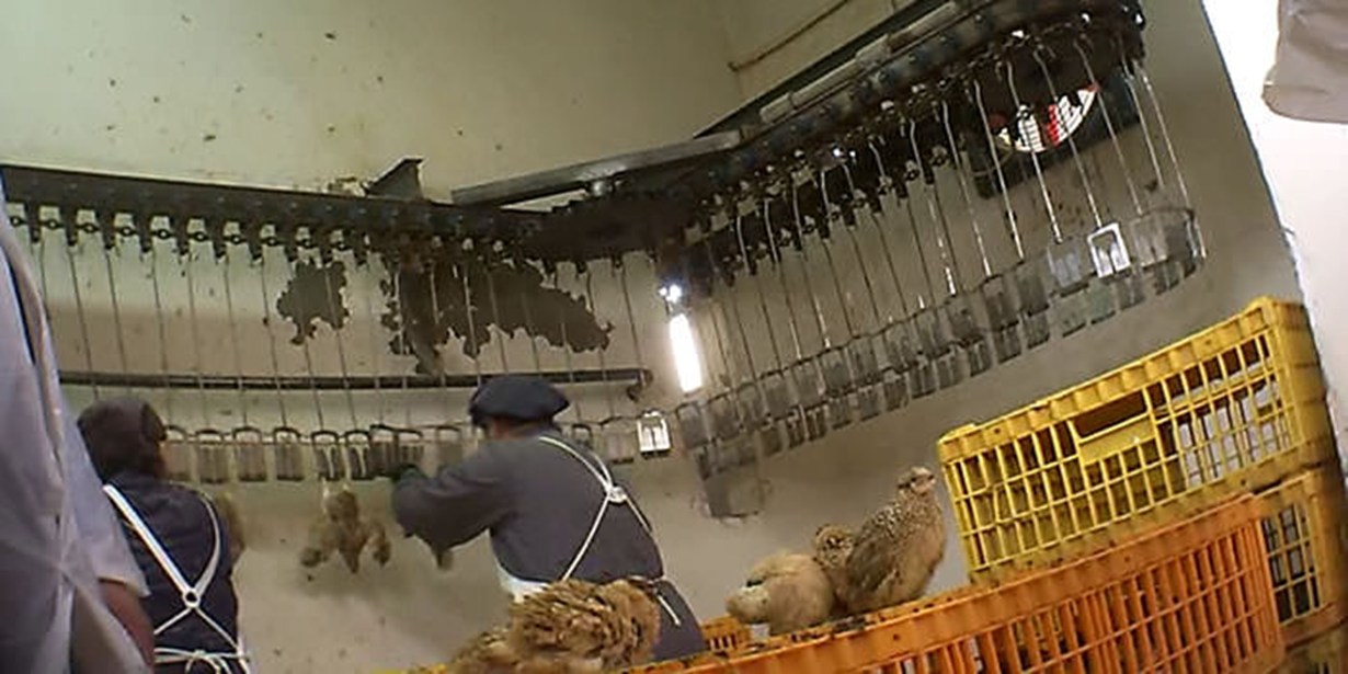 Portugal - quail wait before being grabbed and hung upside down on the slaughterline