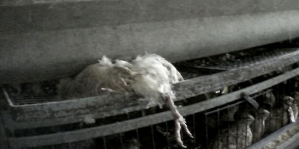 Portugal - dead quail left in the egg collecting tray