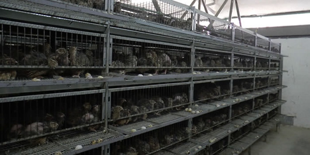 Italy - the backdrop of a quail factory farm