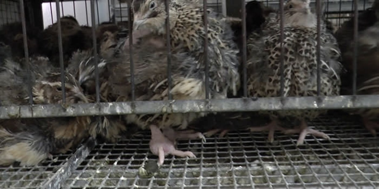 Italy - breeding quail with bumblefoot
