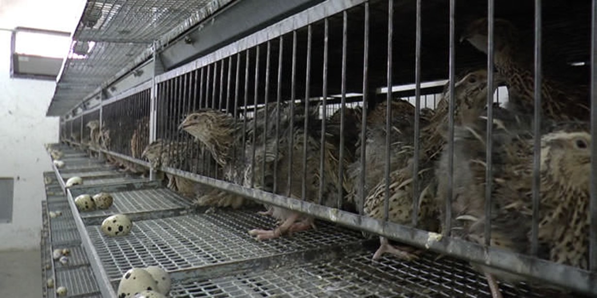Italy - egg production in a factory farm setting