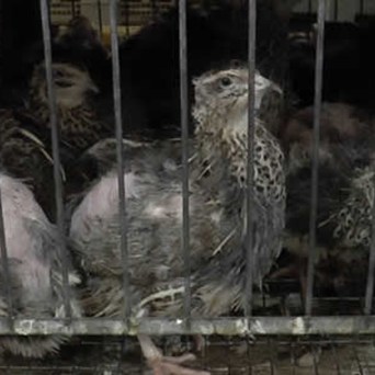 Quail revealed as the smallest factory farmed animal