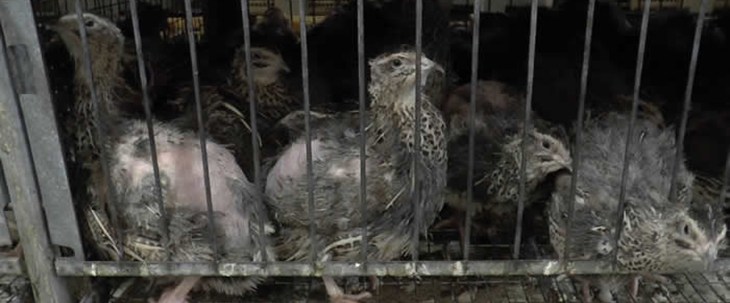 Intensively farmed quail.jpg