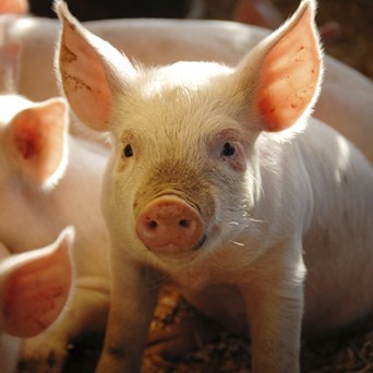 World Antibiotic Awareness Week 2016