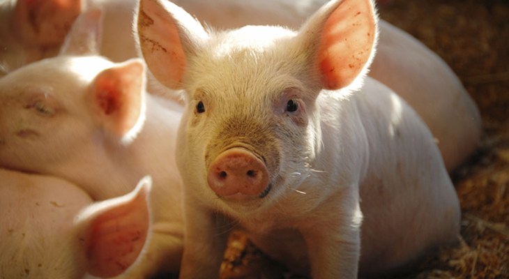 Piglet in Sunshine.jpg