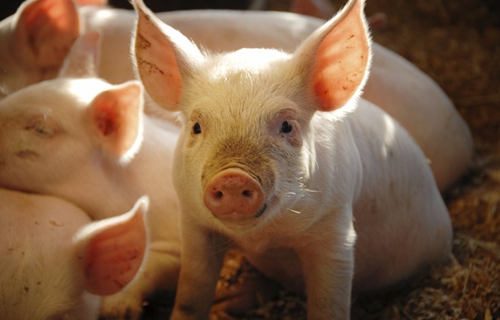 Piglet in Sunshine.jpg