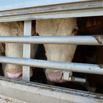 Compassion in World Farming welcomes the UK Government’s continued commitment to ban live exports
