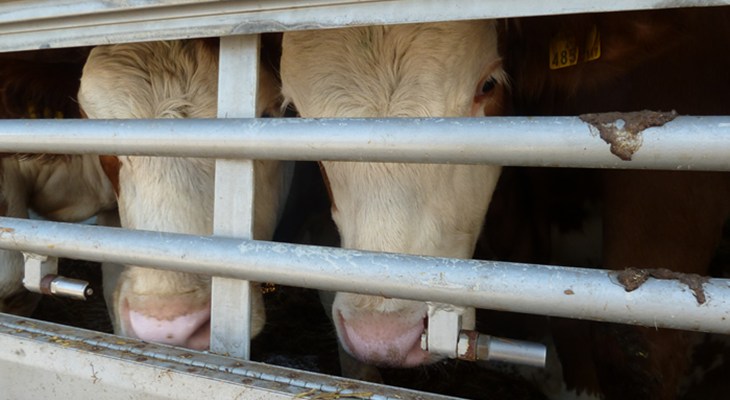 20141021_TR_SG_23_Interexpres_RO-CJ83GDF  _1_small.jpg