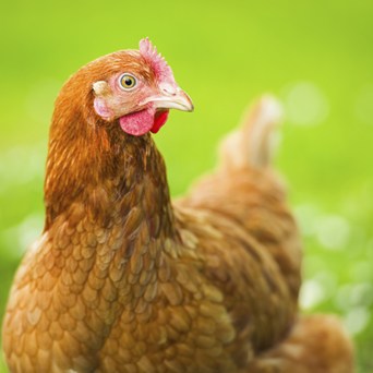Compassion calls for ASDA to follow Walmart’s cage-free commitment