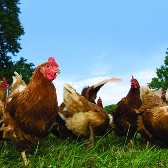 Tesco to go cage-free by 2025