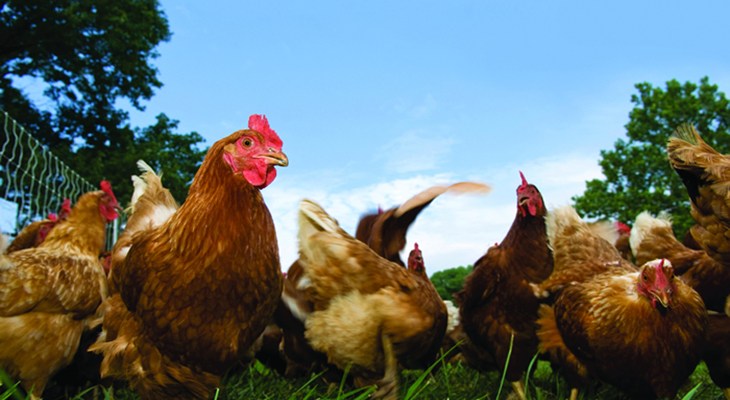 Group of laying hens in field_361_.jpg