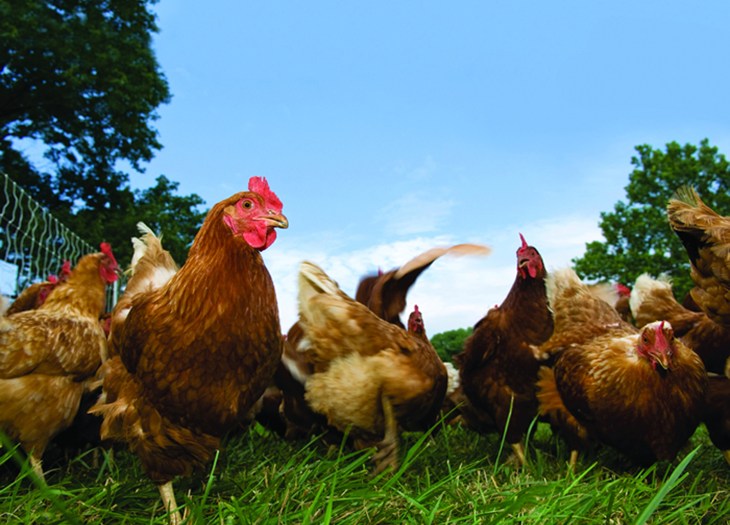 Group of laying hens in field_361_.jpg