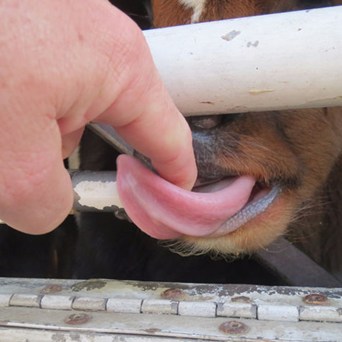 Lifting the lid on live export suffering