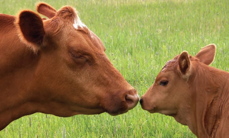 Cow and Calf.jpg