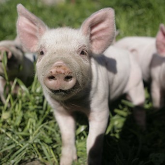 Vets agree: labelling will improve farm animal welfare