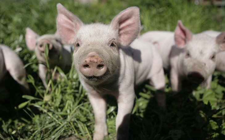 © Martin Usborne_CIWF small.jpg