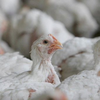 Defra must not permit the gene editing of farm animals
